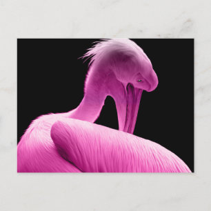 Cartão postal personalizado pélicano rosa a quen