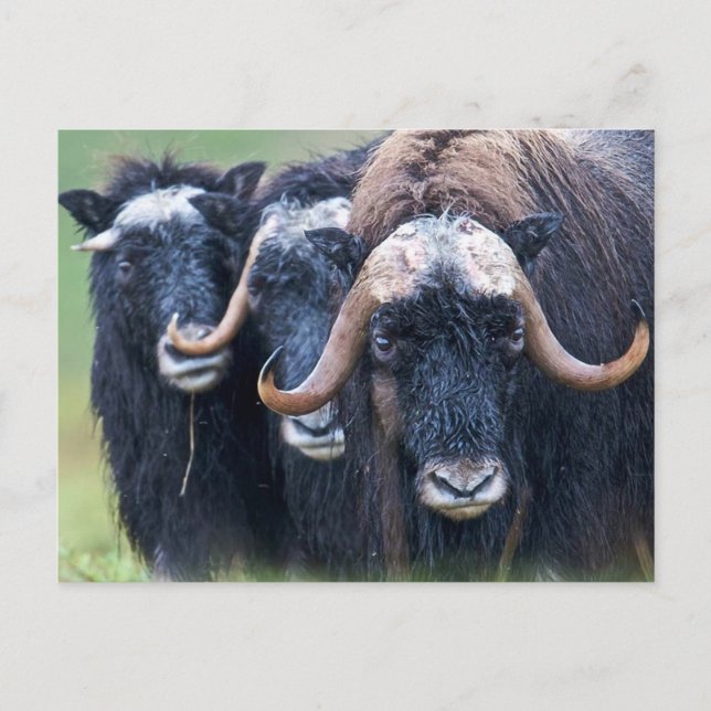 Cartão Postal Personalizado Personalizado Sua Própria Fotografia (Frente)