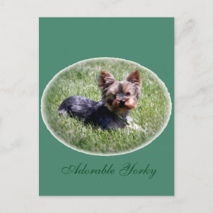 Cartão postal personalizado Yorkie adorável