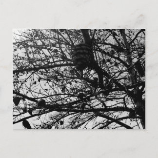 Cartão Postal Personalizar a fotografia de Wildlife de Carateres