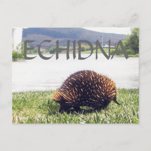 Cartão Postal Personalizar a natureza animal ECHIDNA