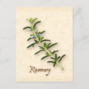 Cartão Postal Personalizar Cartão-Postal Rosemary Herb