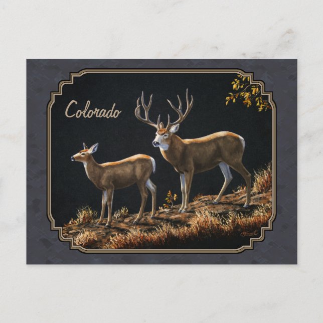 Cartão Postal Personalizar Cinza de Mule Deer Buck e Doe (Frente)