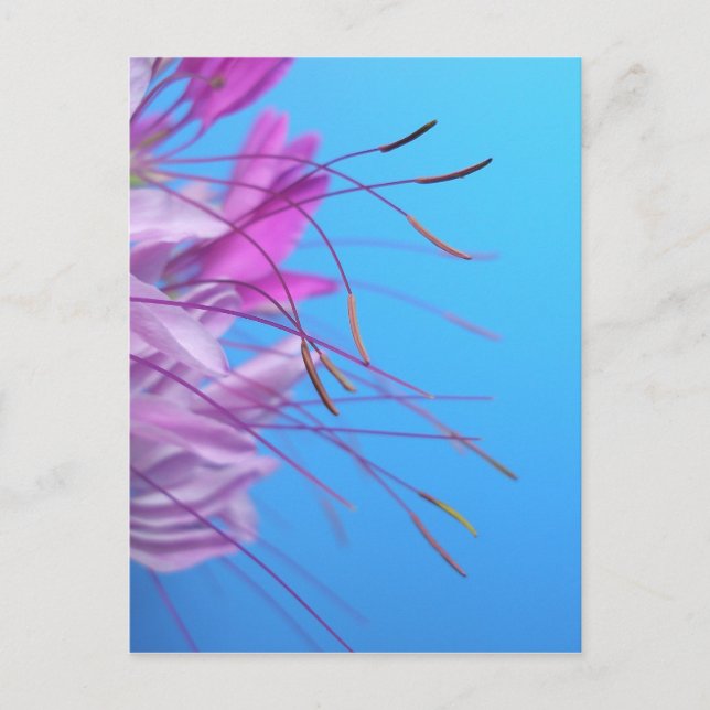 Cartão Postal Personalizar com a própria Mensagem (Frente)