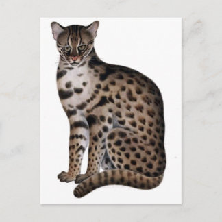 Cartão Postal Personalizar produto