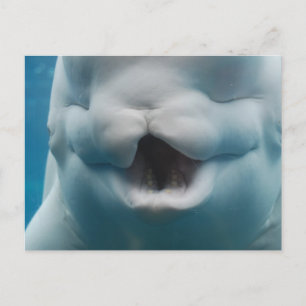 Cartão Postal Personalizar produto