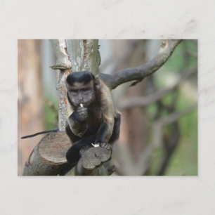 Cartão Postal Personalizar produto