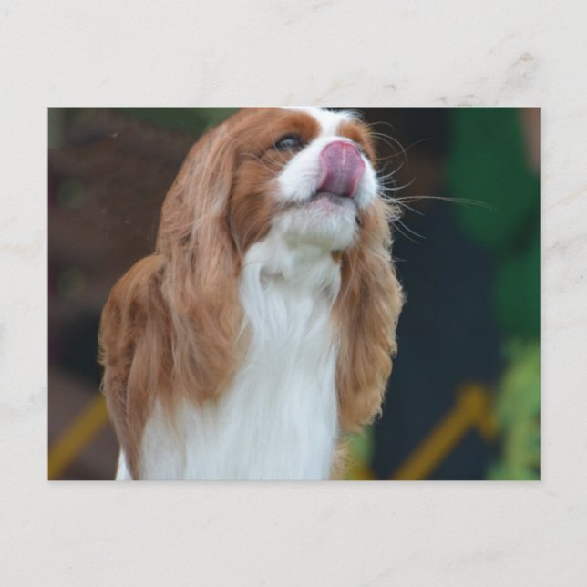 Cartão Postal Personalizar produto (Frente)