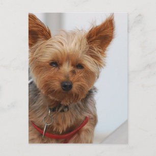 Cartão Postal Personalizar produto