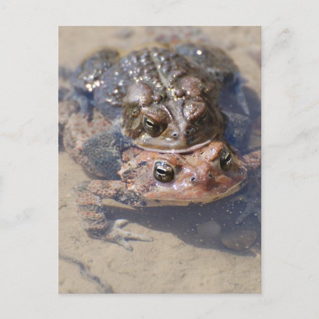 Cartão Postal Personalizar produto (Frente)