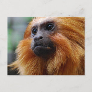 Cartão Postal Personalizar produto