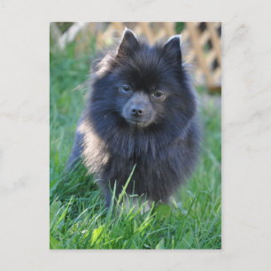 Cartão Postal Personalizar produto