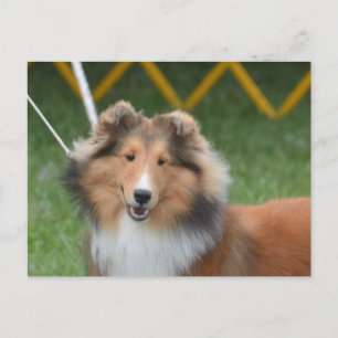 Cartão Postal Personalizar produto