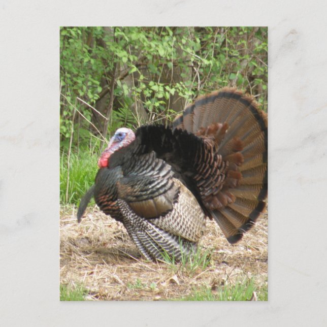 Cartão Postal Personalizar produto (Frente)