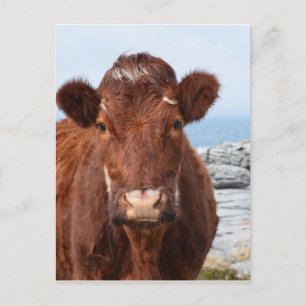 Cartão Postal Personalizar produto