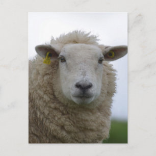 Cartão Postal Personalizar produto