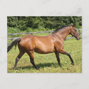 Cartão Postal Personalizar produto