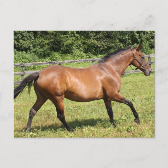 Cartão Postal Personalizar produto (Frente)