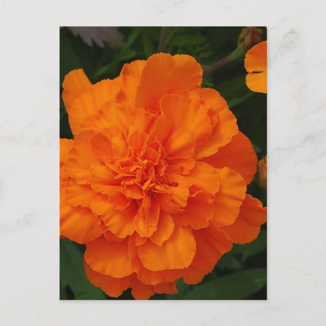 Cartão Postal Personalizar produto (Frente)