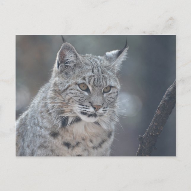 Cartão Postal Personalizar produto (Frente)