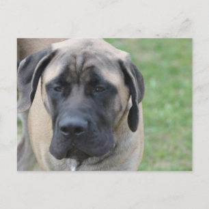 Cartão Postal Personalizar produto