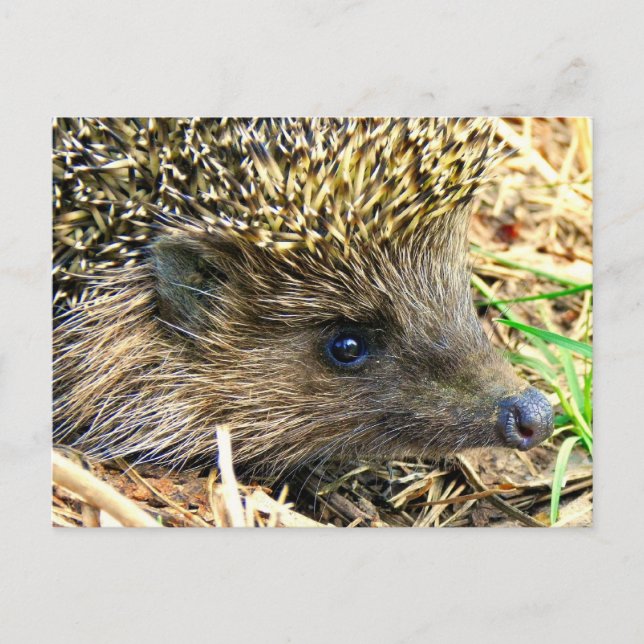 Cartão Postal Personalizar produto (Frente)