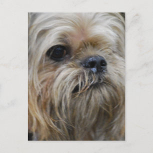 Cartão Postal Personalizar produto