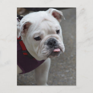 Cartão Postal Personalizar produto