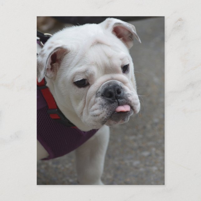 Cartão Postal Personalizar produto (Frente)