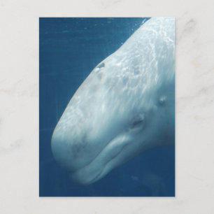 Cartão Postal Personalizar produto