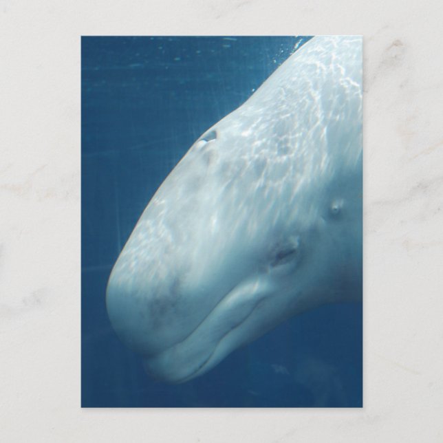 Cartão Postal Personalizar Produto (Frente)