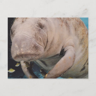 Cartão Postal Personalizar produto