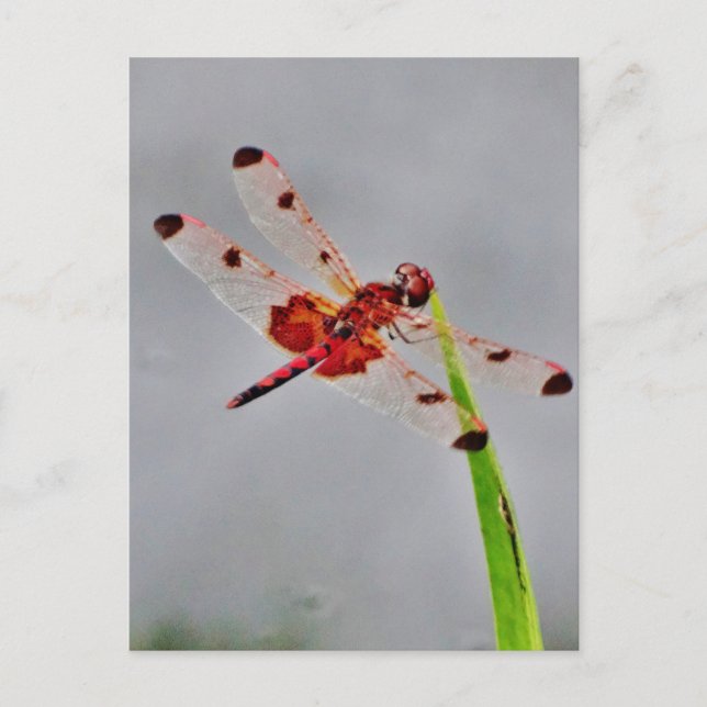 Cartão Postal Personalizar Produto (Frente)