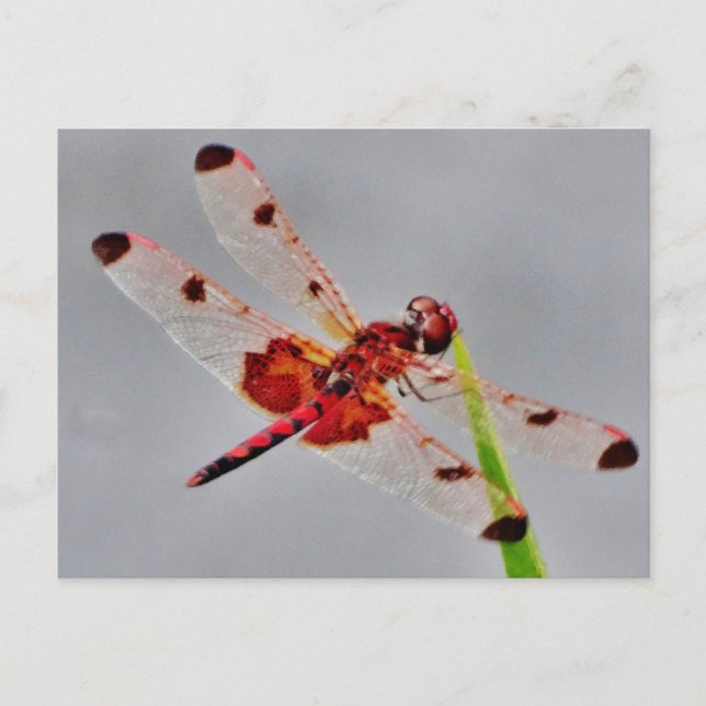 Cartão Postal Personalizar produto (Frente)