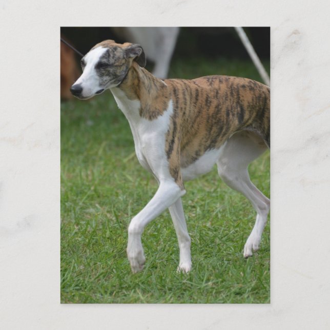 Cartão Postal Personalizar produto (Frente)