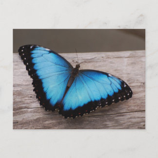 Cartão Postal Personalizar Produto