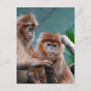 Cartão Postal Personalizar produto