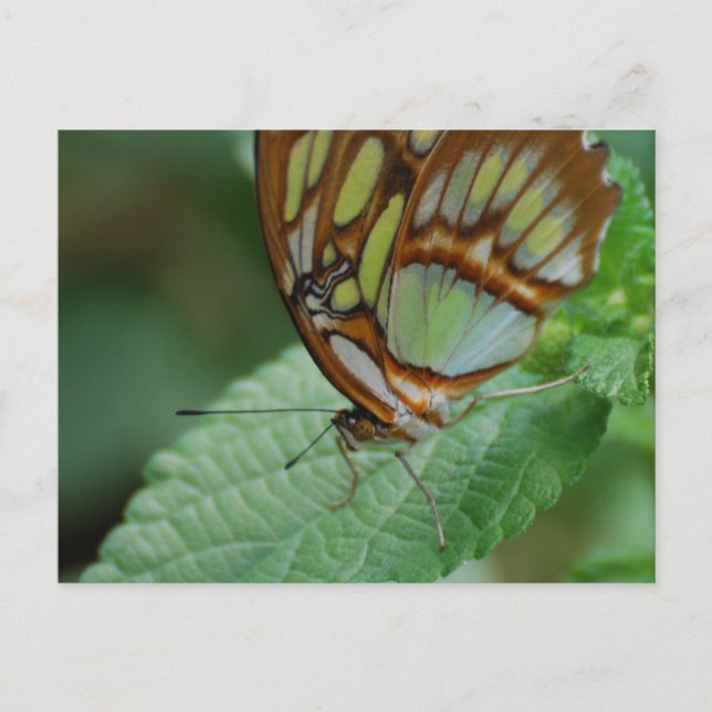 Cartão Postal Personalizar Produto (Frente)