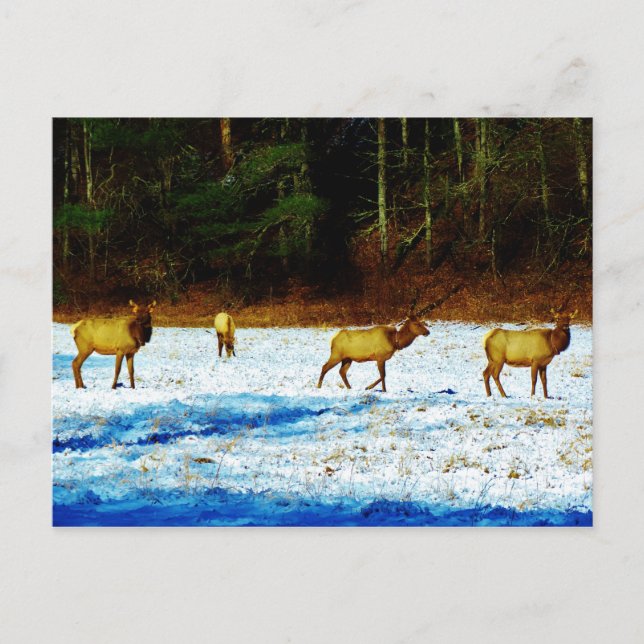 Cartão Postal Personalizar produto (Frente)