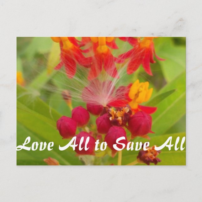 Cartão Postal Personalizar produto (Frente)