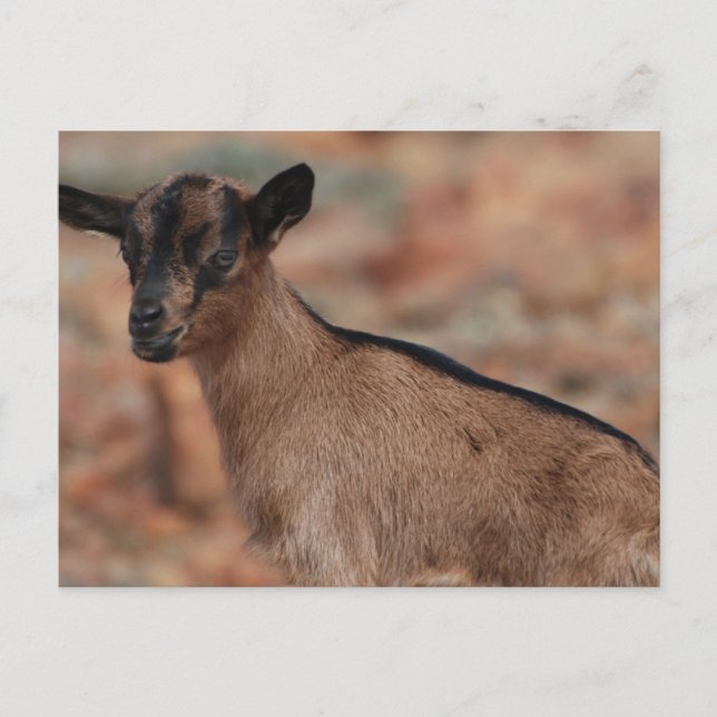 Cartão Postal Personalizar produto (Frente)