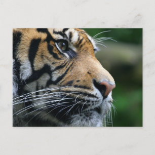 Cartão Postal Personalizar produto