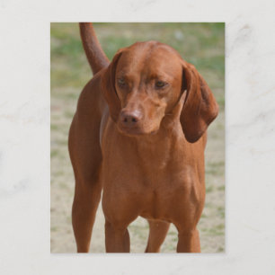 Cartão Postal Personalizar produto