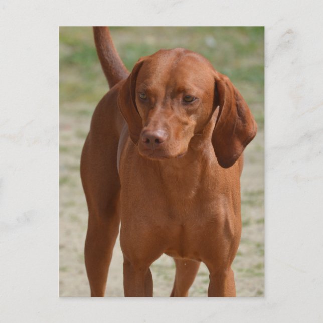 Cartão Postal Personalizar produto (Frente)