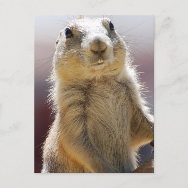 Cartão Postal Personalizar produto (Frente)