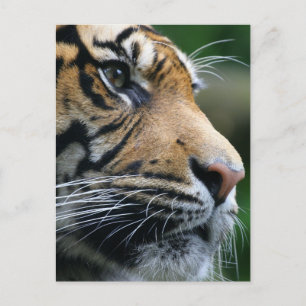 Cartão Postal Personalizar produto