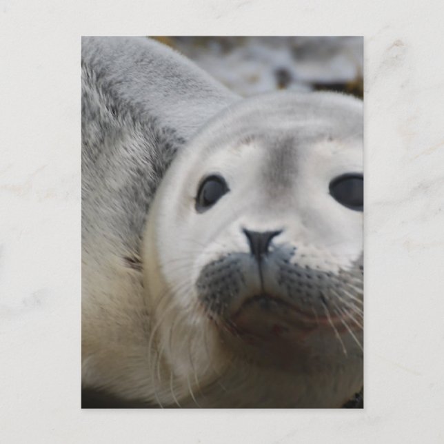 Cartão Postal Personalizar Produto (Frente)