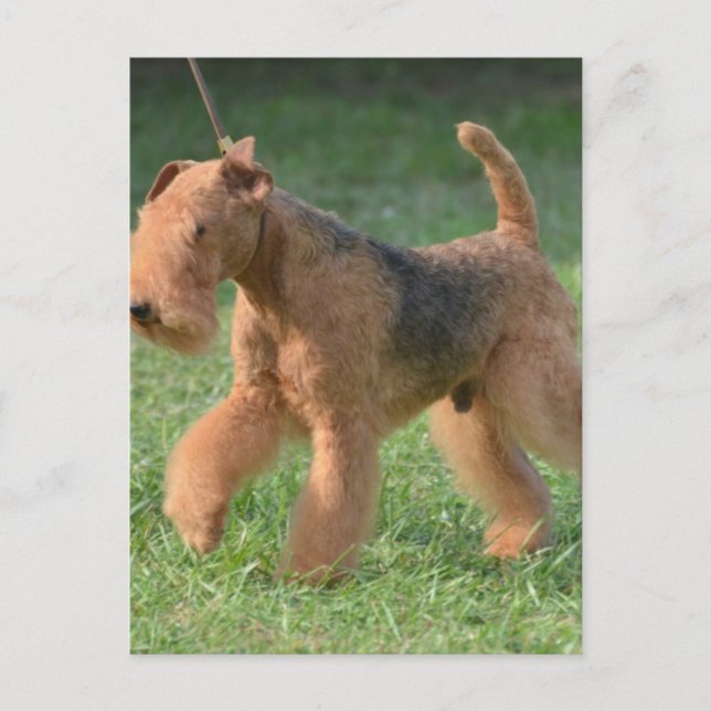 Cartão Postal Personalizar produto (Frente)