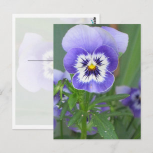 Cartão Postal Personalizável da Violeta-da-Primave