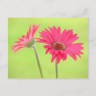 Cartão Postal Personalizável Gerber Daisiers Rosa em Verde